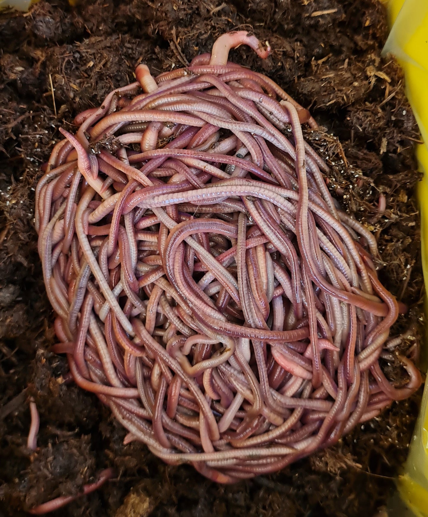 African Nightcrawler Worms