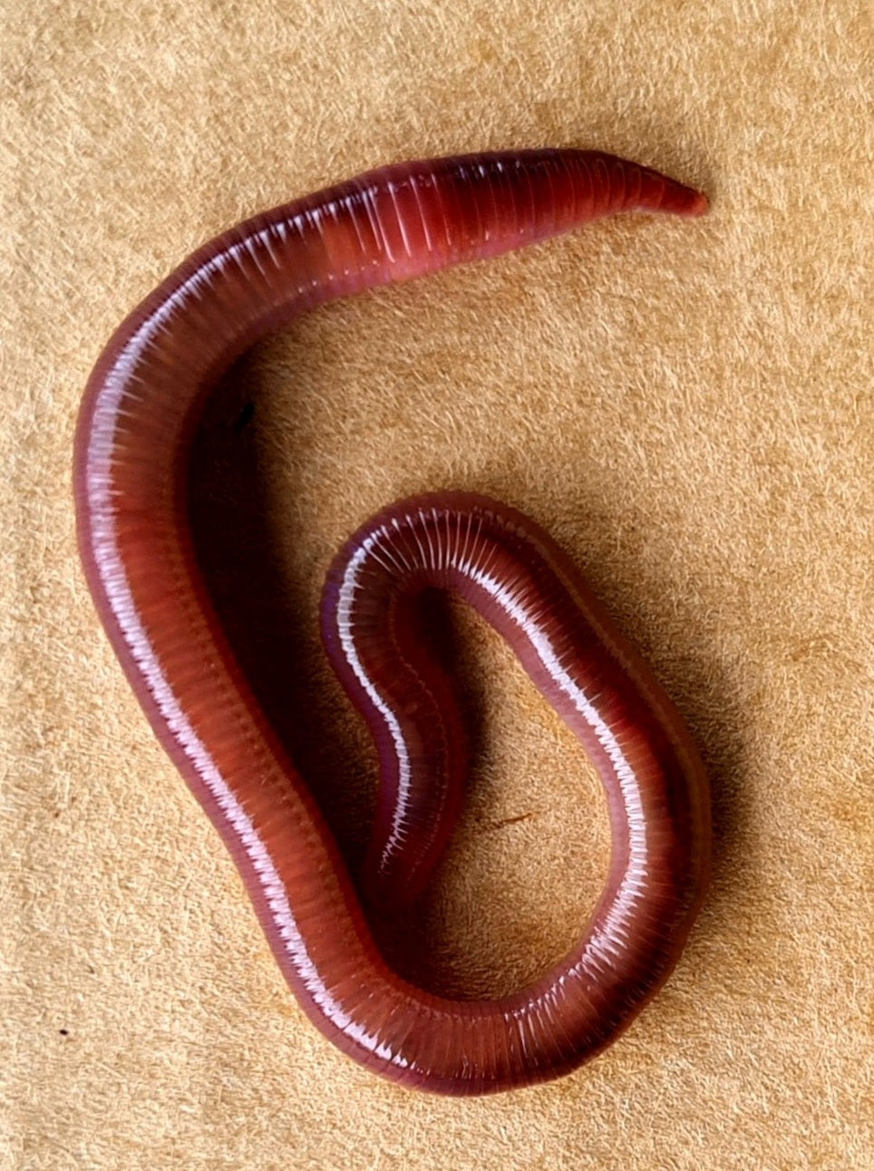 African Nightcrawler Worms