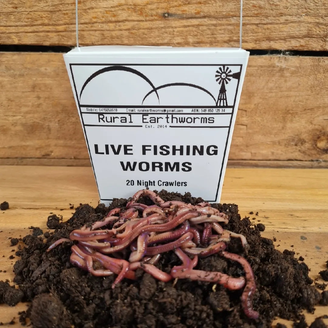 African Nightcrawler Worms